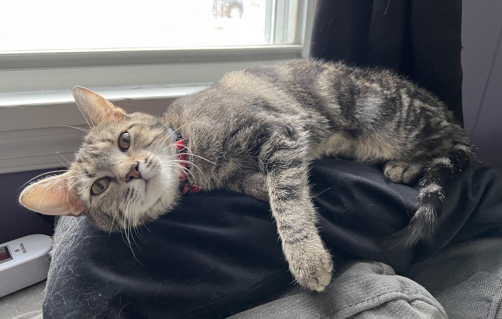 Enlarge Jen Harding, a Adoptable mixed breed in Parkville, MD image 6/6