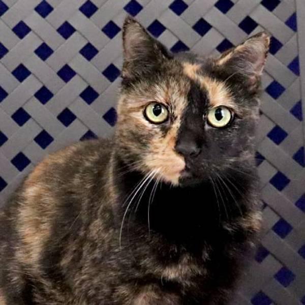 Enlarge Kitty Kitty, a Adoptable mixed breed in Midland, TX image 1/2