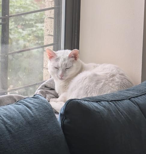 Enlarge Stardust, a Adoptable Domestic Short Hair in Brooklyn, NY image 1/3