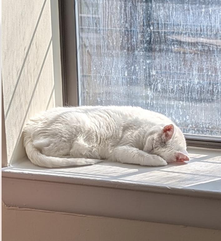 Enlarge Stardust, a Adoptable Domestic Short Hair in Brooklyn, NY image 2/3