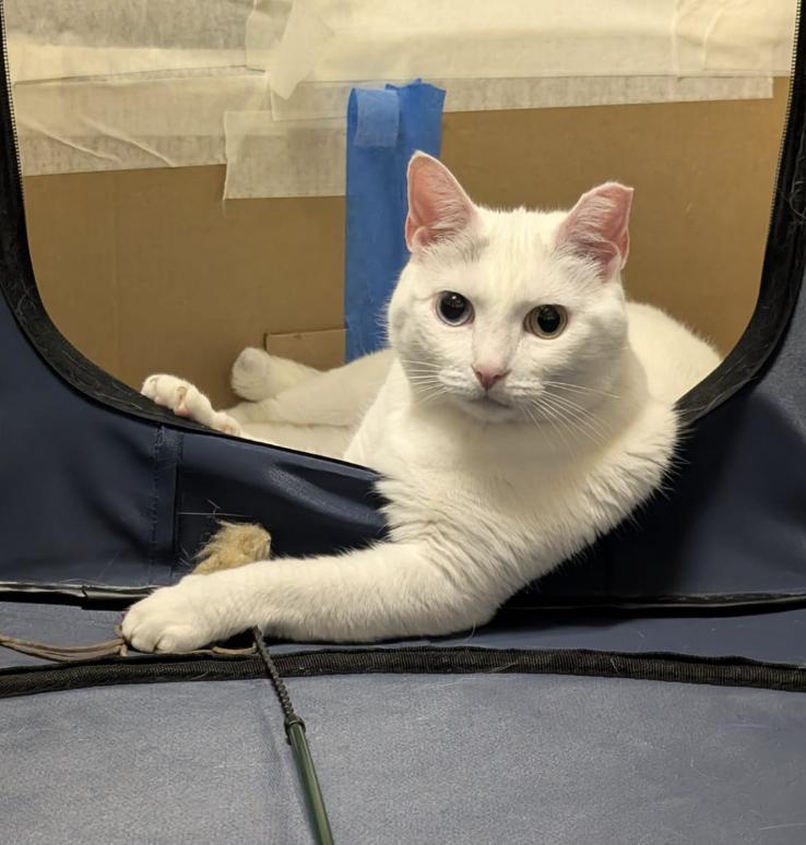 Enlarge Stardust, a Adoptable Domestic Short Hair in Brooklyn, NY image 3/3