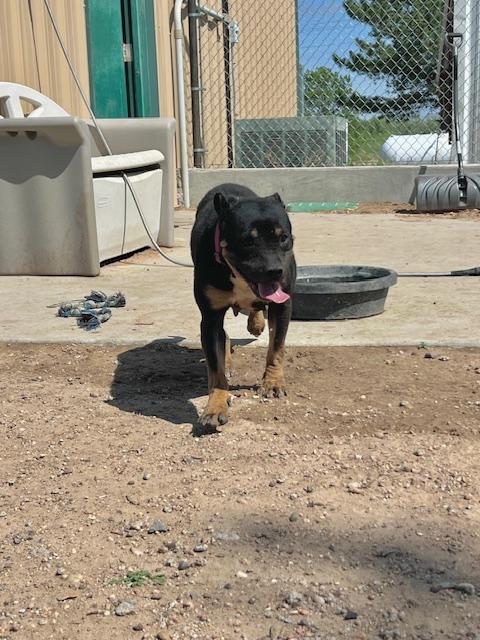 Enlarge Granny, a Adoptable mixed breed in Ulysses, KS image 2/3