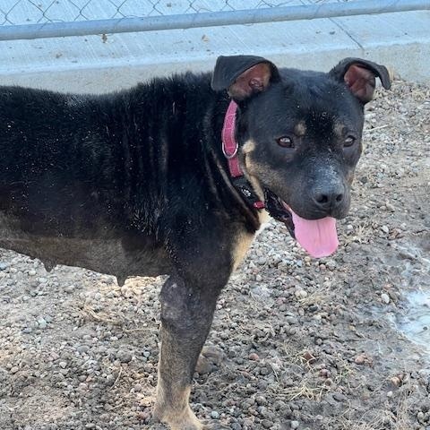 Enlarge Granny, a Adoptable mixed breed in Ulysses, KS image 1/3