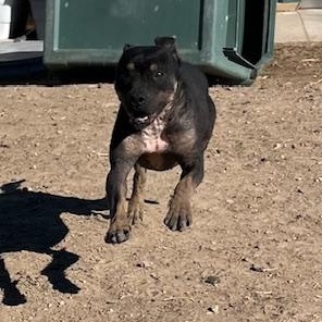 Granny, an adoptable Pit Bull Terrier in Ulysses, KS, 67880 | Photo Image 3