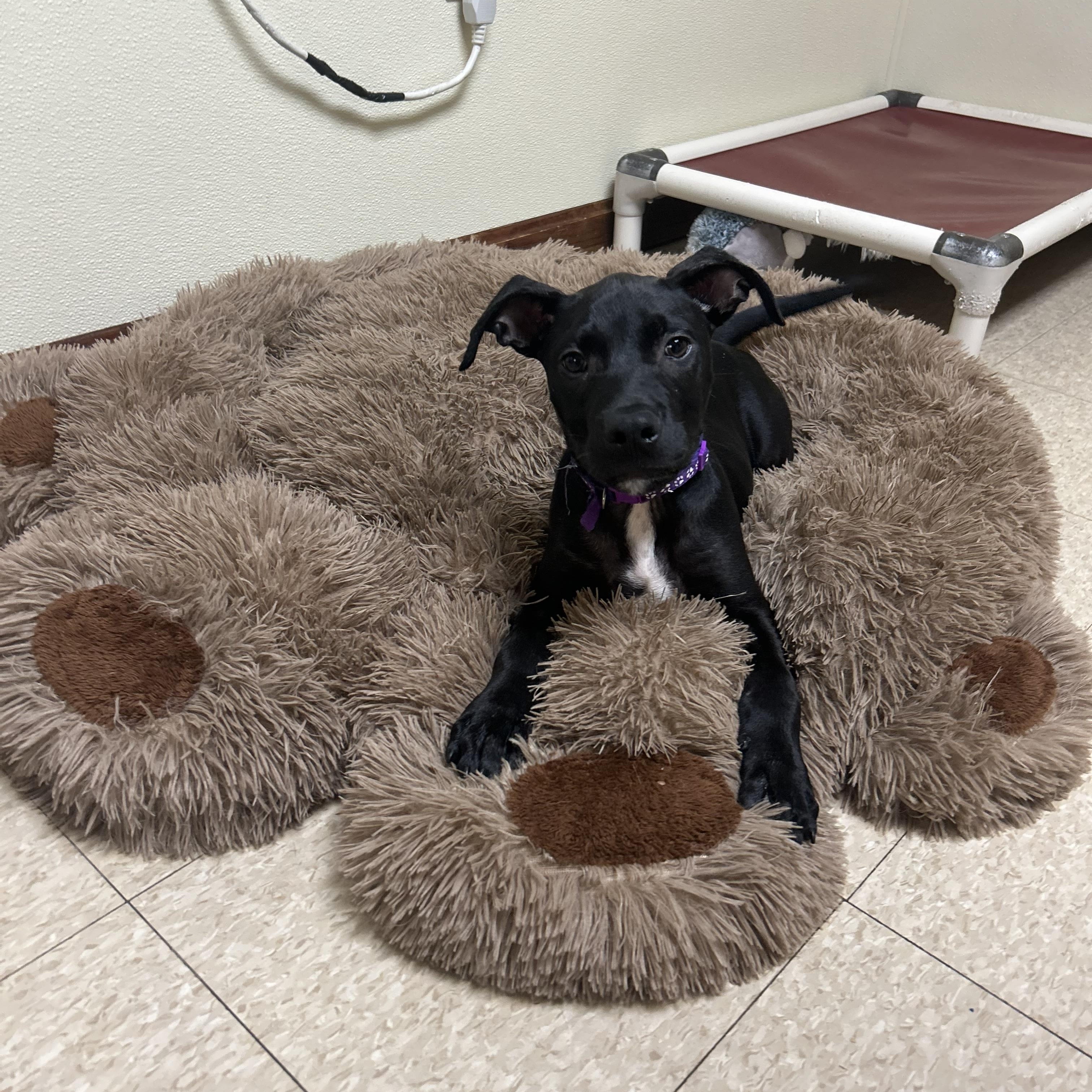 Dog for adoption - Lilo, a Black Labrador Retriever Mix in Douglas, MA ...