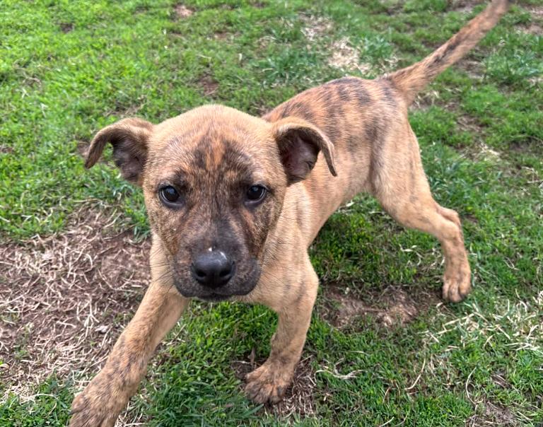 Enlarge Piper, a Adoptable Mixed Breed in Coralville, IA image 1/3