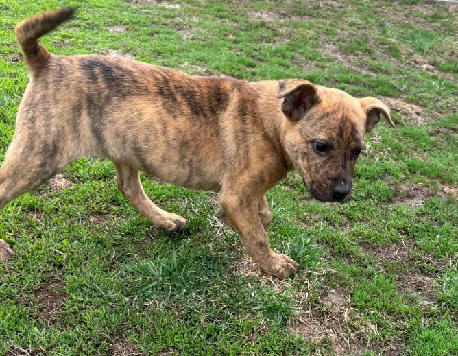 Enlarge Piper, a Adoptable Mixed Breed in Coralville, IA image 2/3
