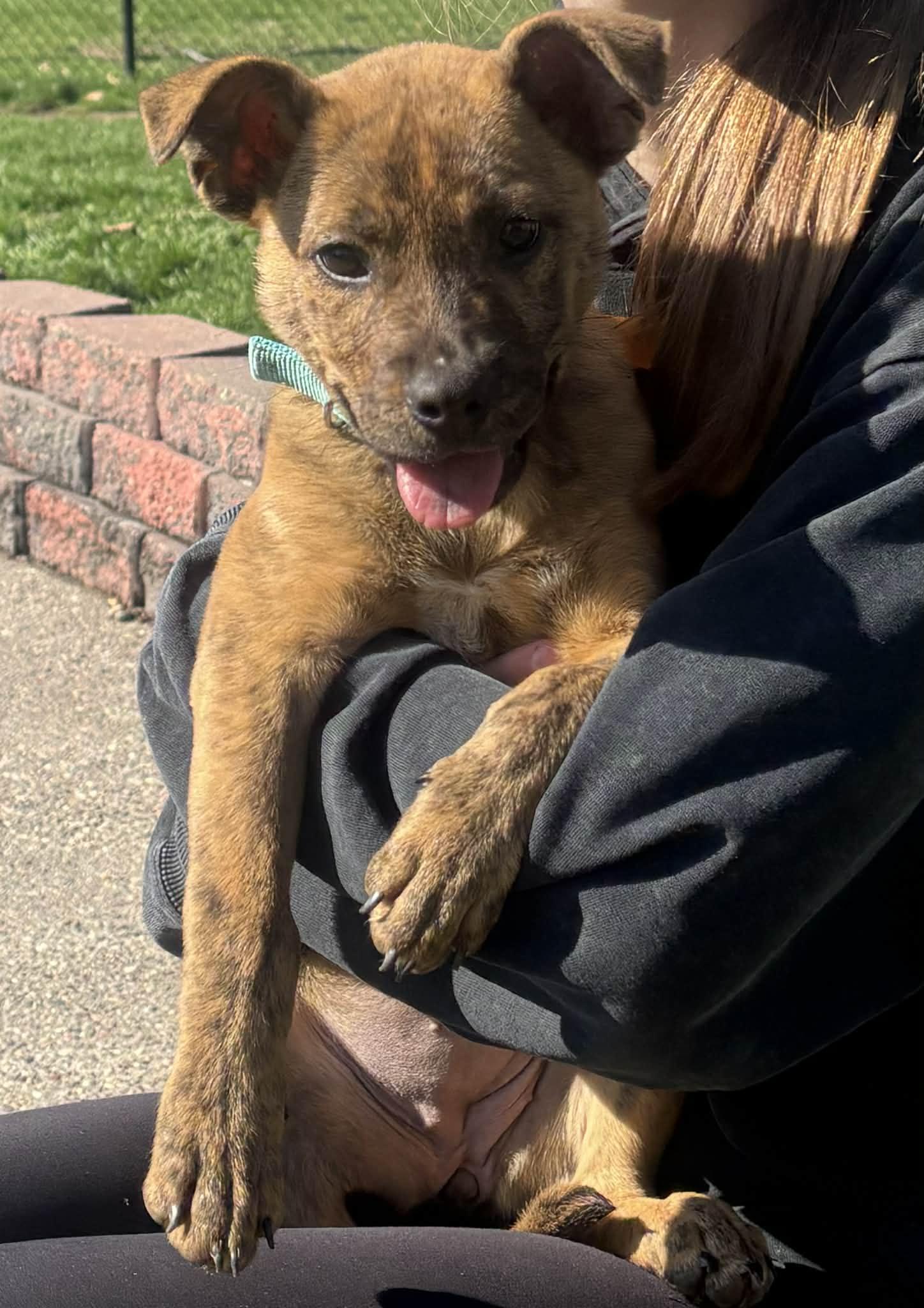 Enlarge Piper, a Adoptable Mixed Breed in Coralville, IA image 3/3