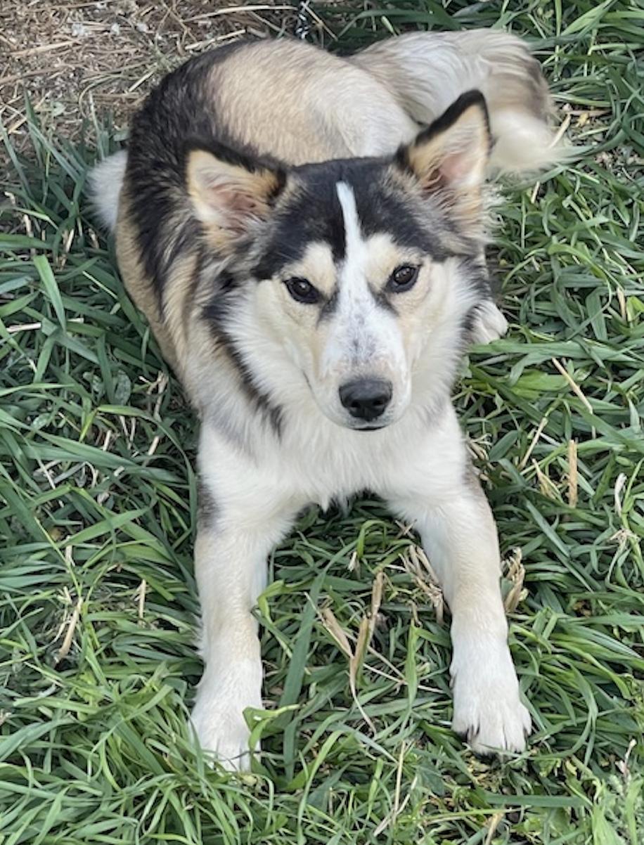 Enlarge Stanley, a Adoptable mixed breed in Riverton, WY image 3/4