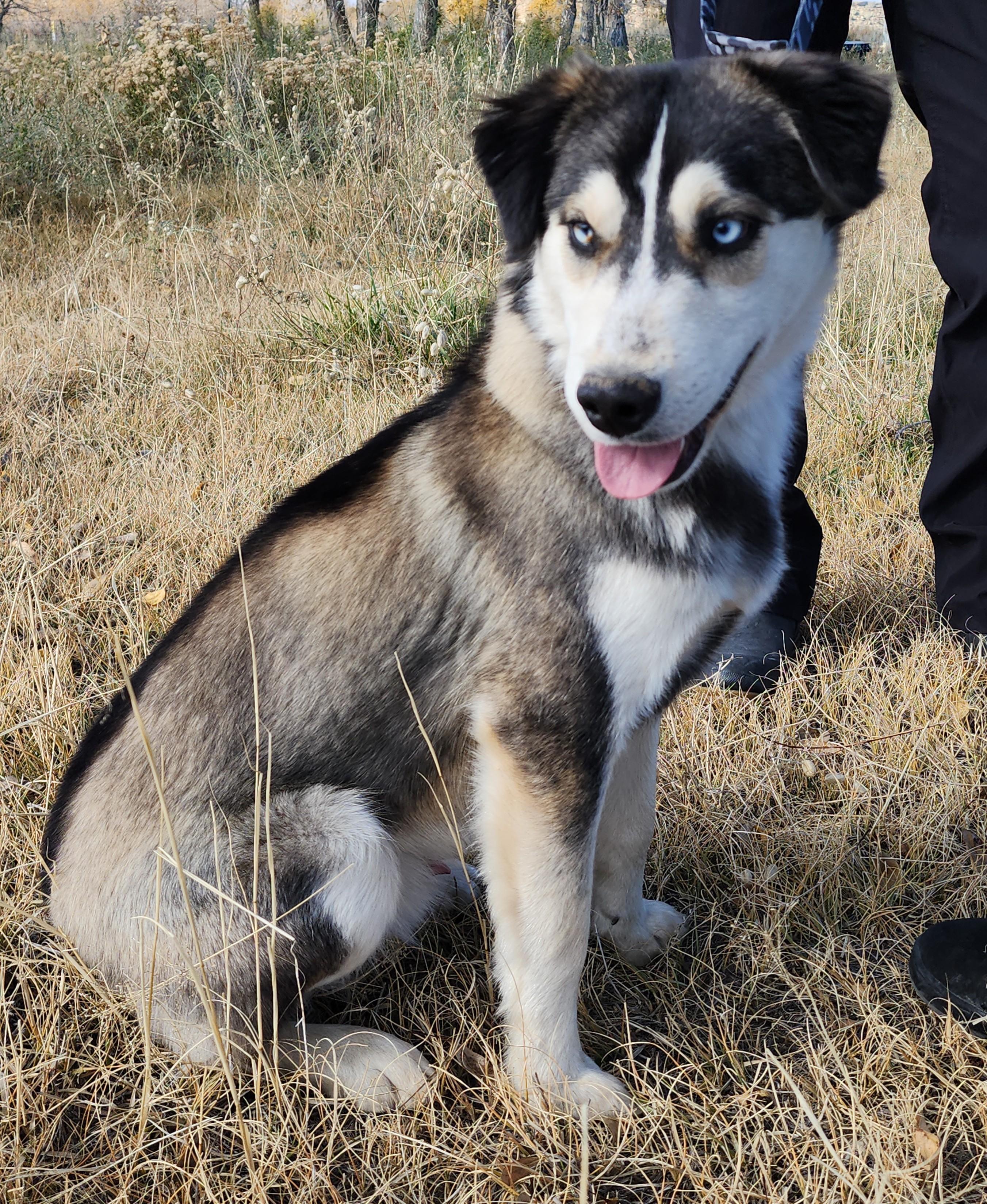 Stanley, an adoptable Husky, Shepherd in Riverton, WY, 82501 | Photo Image 2