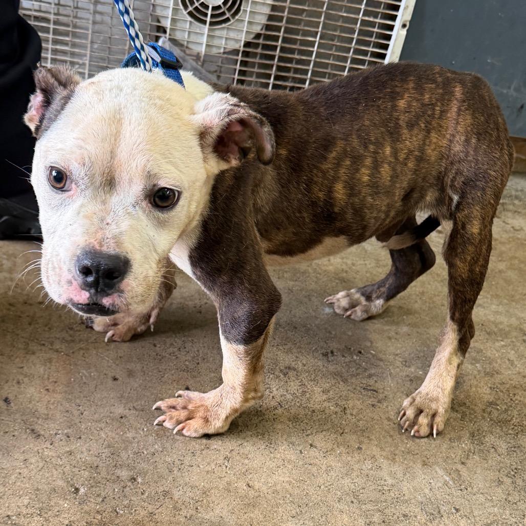 Enlarge Diego, a Adoptable mixed breed in Valparaiso, IN image 1/1