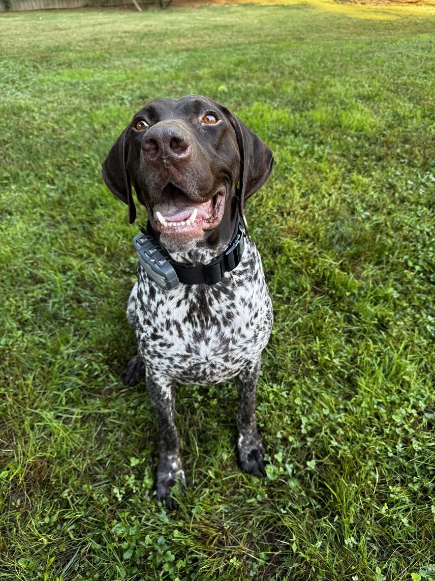 Sierra, Adopted, Adult Female German Shorthaired Pointer.