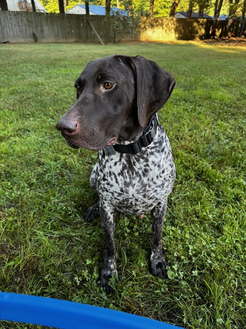 Sierra, a Adopted German Shorthaired Pointer in Alexandria, VA image 3/4