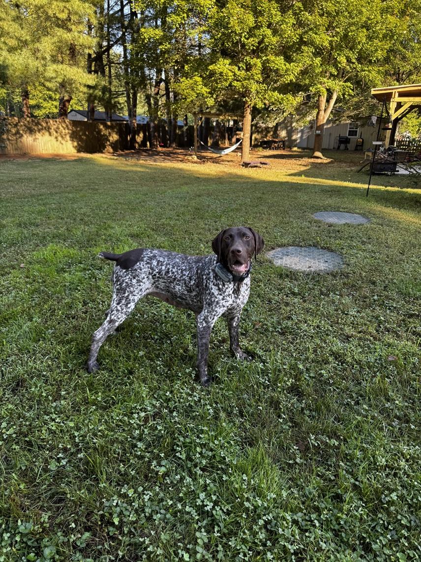 Sierra, a Adopted German Shorthaired Pointer in Alexandria, VA image 4/4