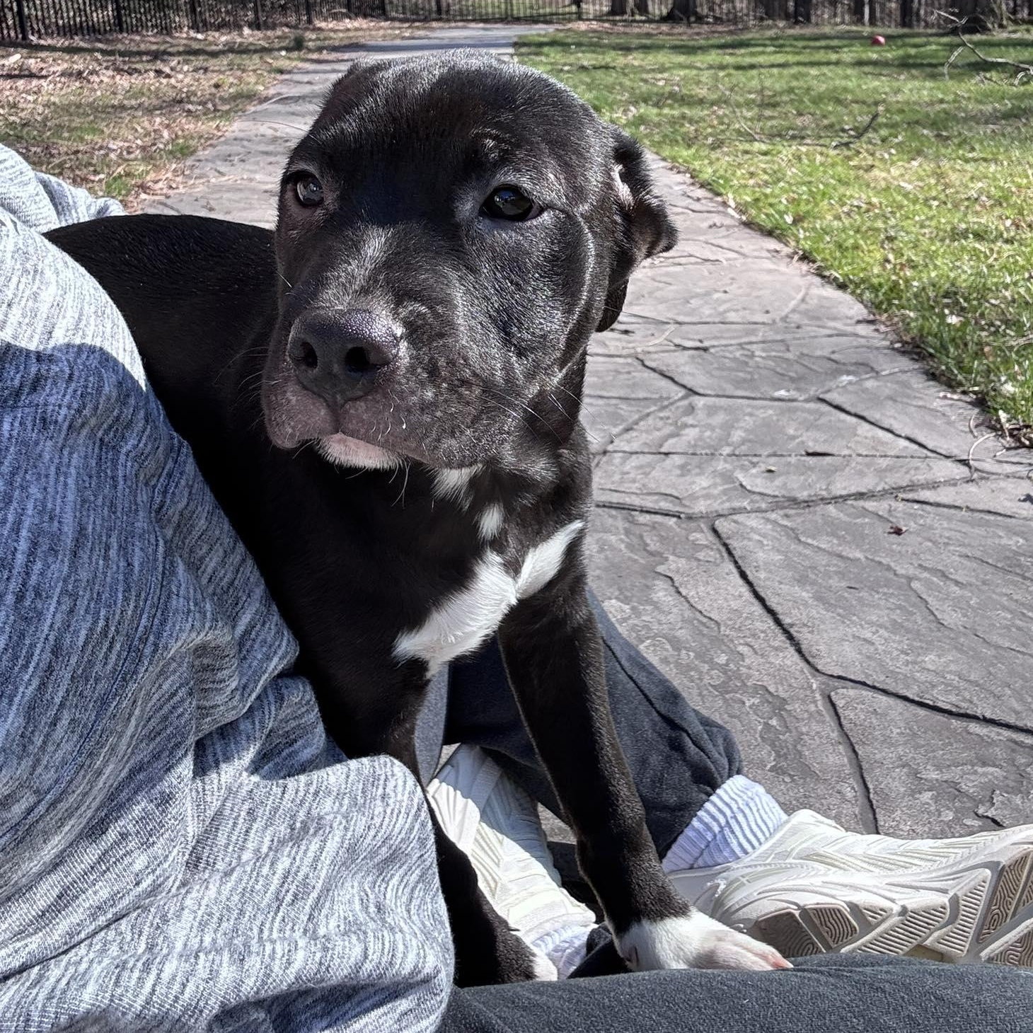 Enlarge Nala, a Adoptable mixed breed in Spencerport, NY image 2/5