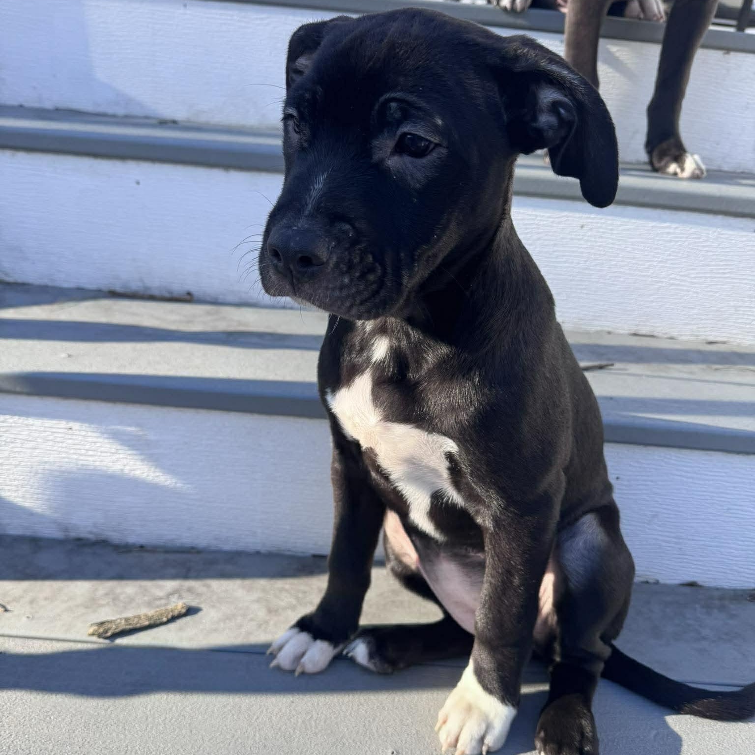 Enlarge Nala, a Adoptable mixed breed in Spencerport, NY image 5/5