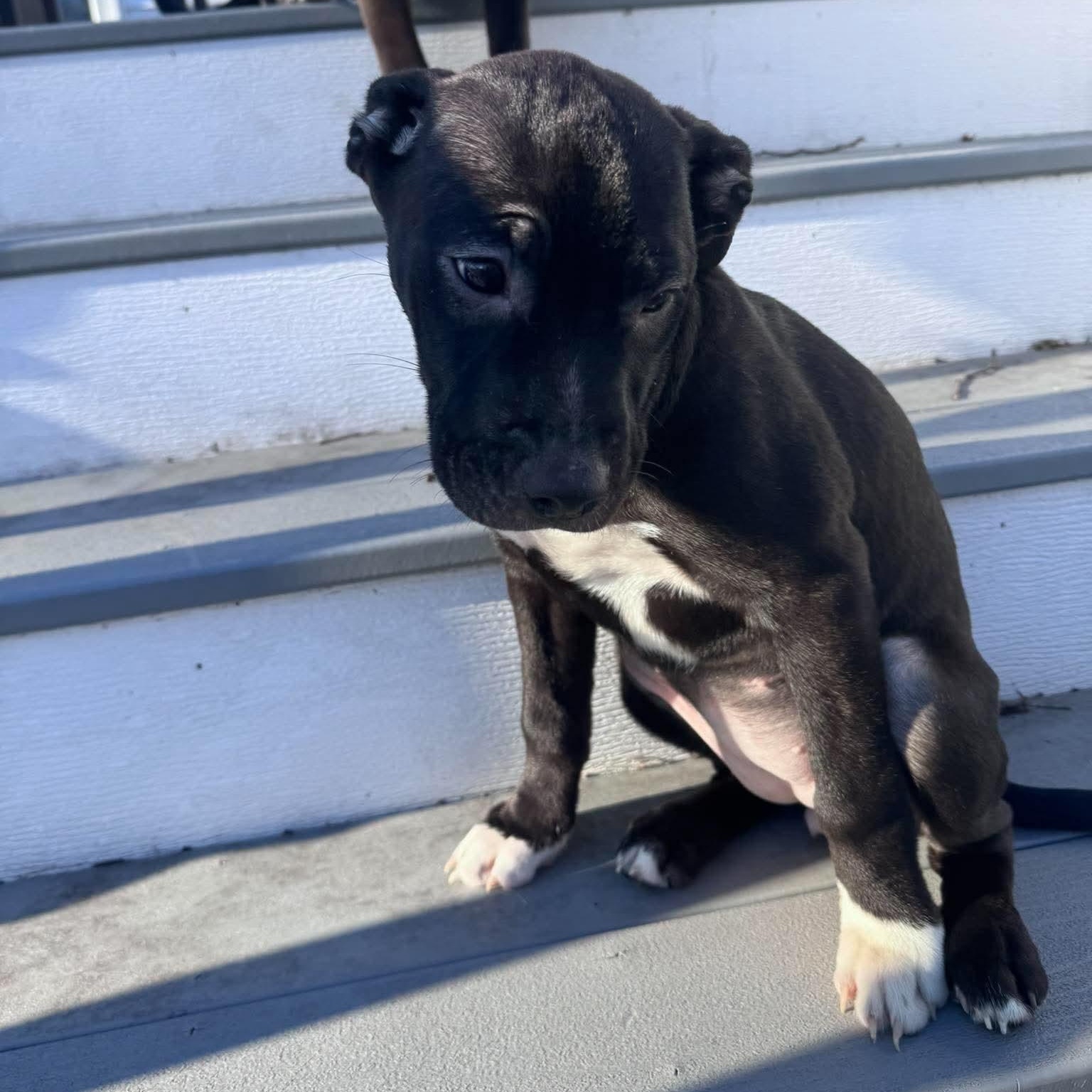 Enlarge Nala, a Adoptable mixed breed in Spencerport, NY image 3/5