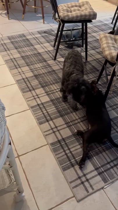 Enlarge Nala, a Adoptable mixed breed in Spencerport, NY video 4/5