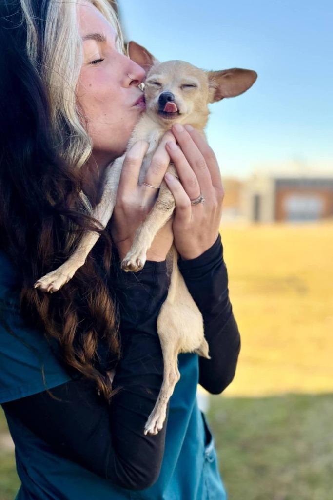 Pierre, Adoptable, Young Male Chihuahua.