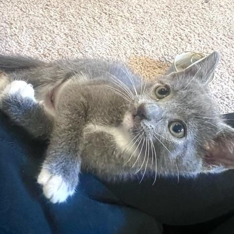 Enlarge Jambalaya, an adopted mixed breed in Hyattsville, MD image 2/6