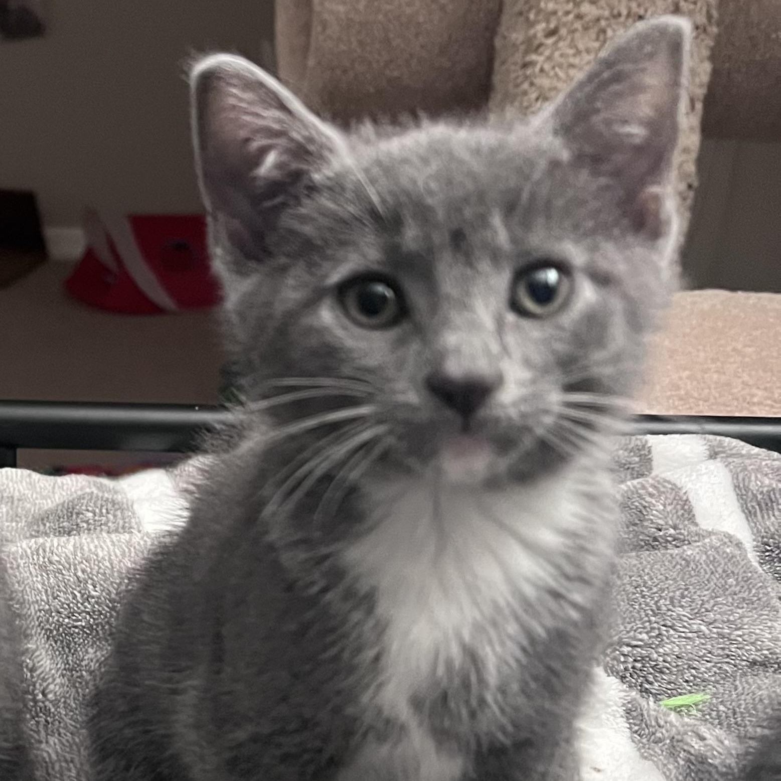 Enlarge Jambalaya, an adopted mixed breed in Hyattsville, MD image 1/6
