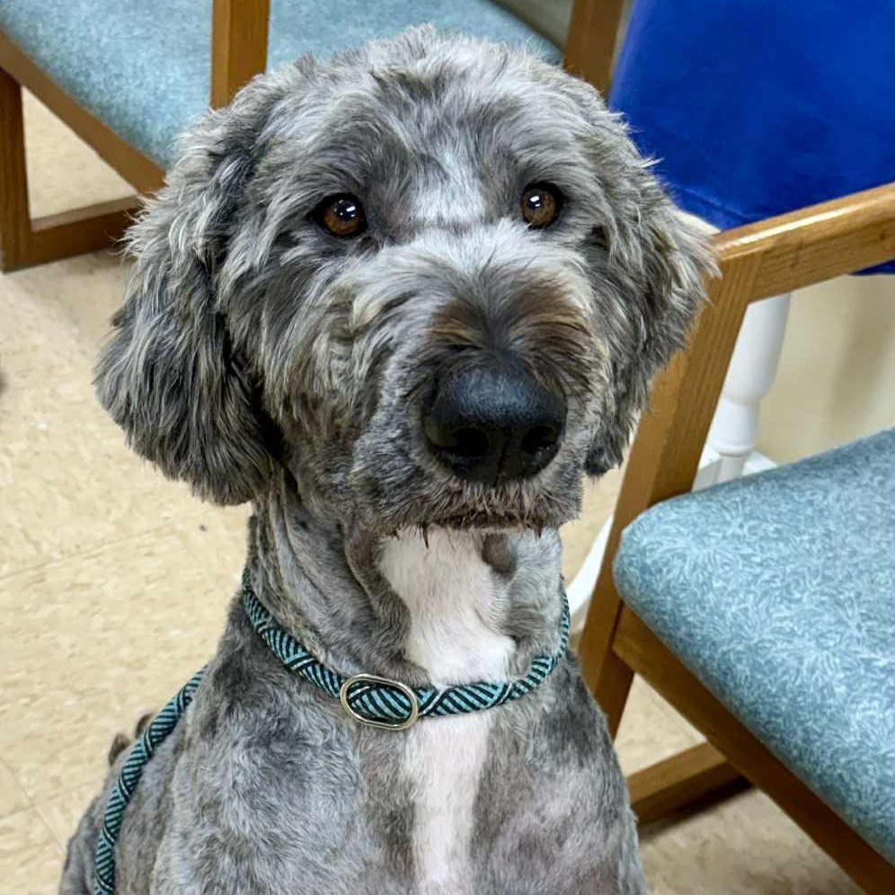 Bailey, Adopted, Adult Female Schnoodle.