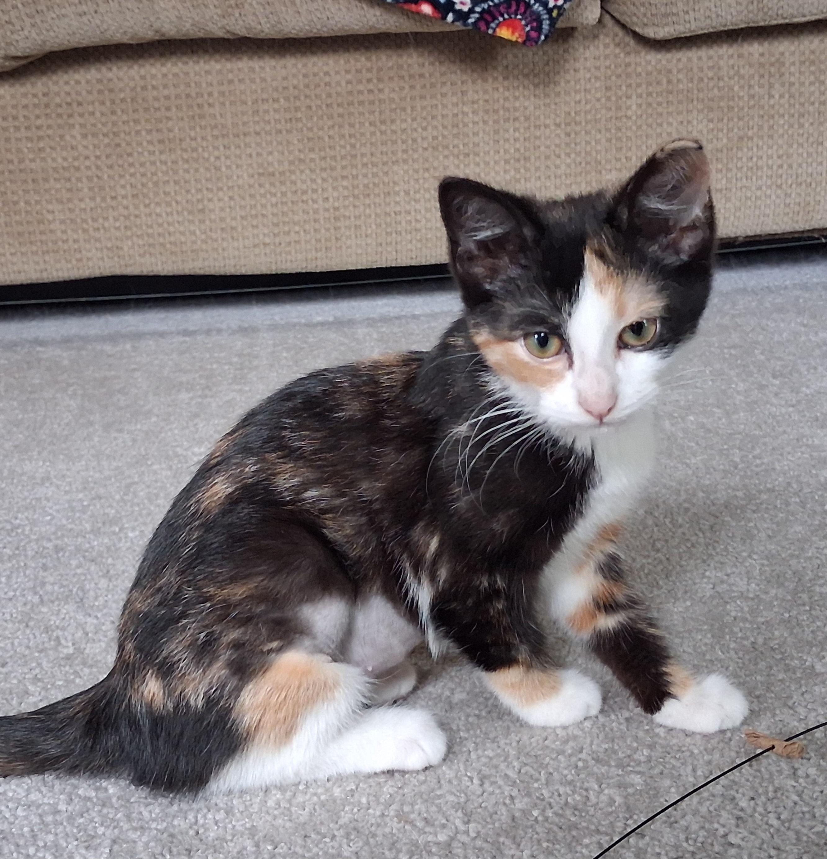 Enlarge Aria, a Adopted mixed breed in Hershey, PA image 1/6