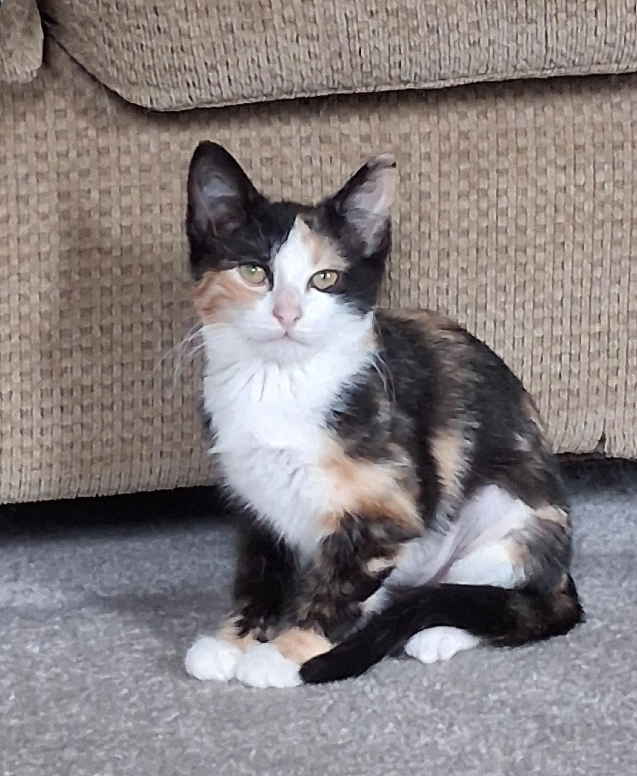 Enlarge Aria, a Adopted mixed breed in Hershey, PA image 2/6