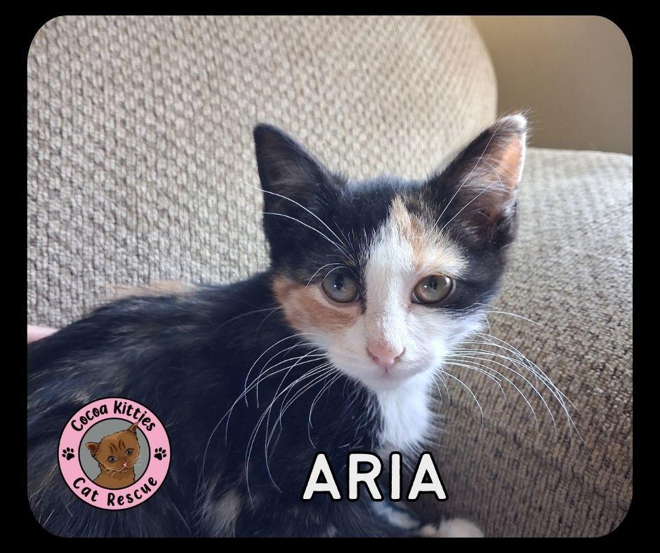 Enlarge Aria, a Adopted mixed breed in Hershey, PA image 3/6