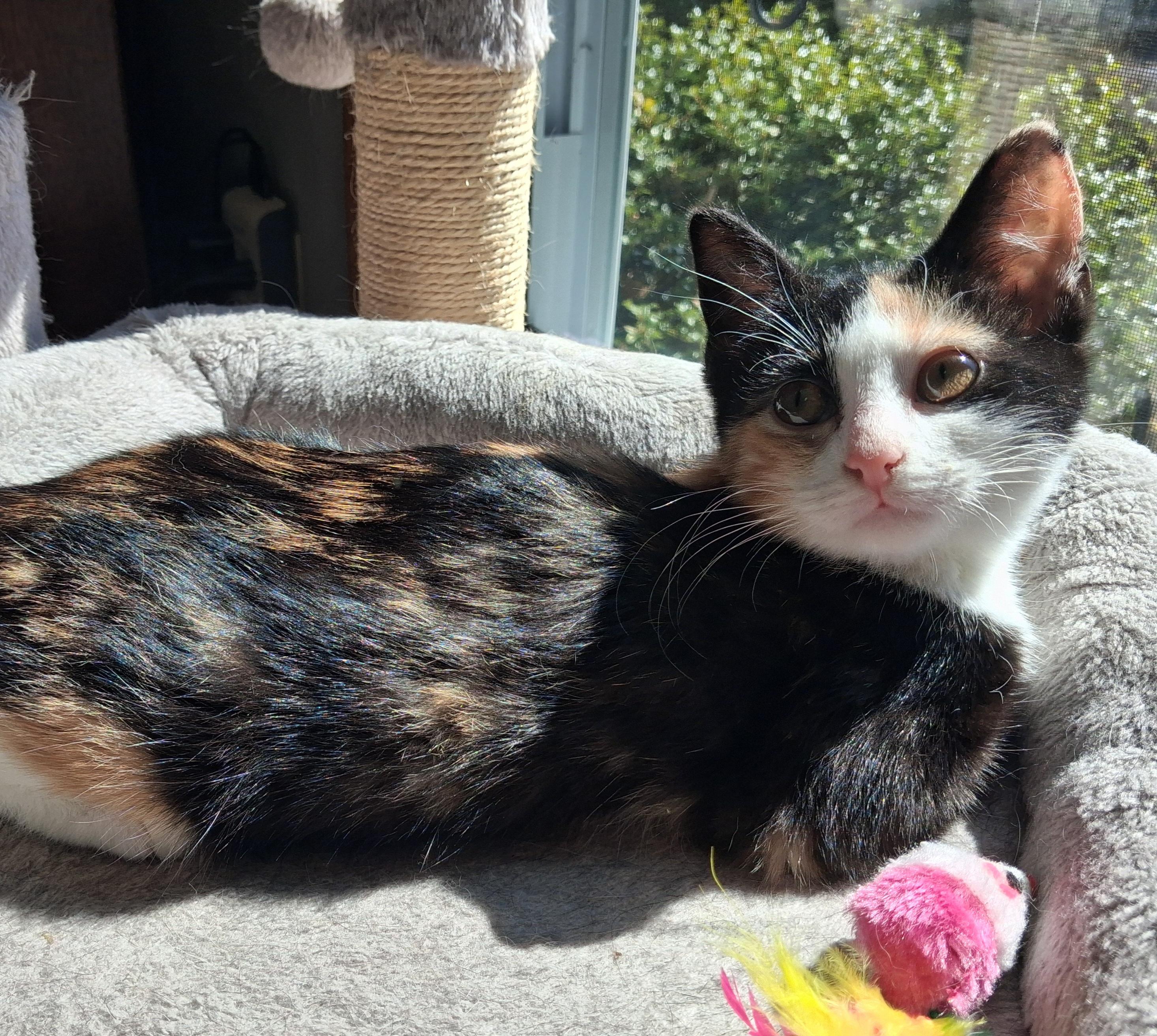 Enlarge Aria, a Adopted mixed breed in Hershey, PA image 4/6