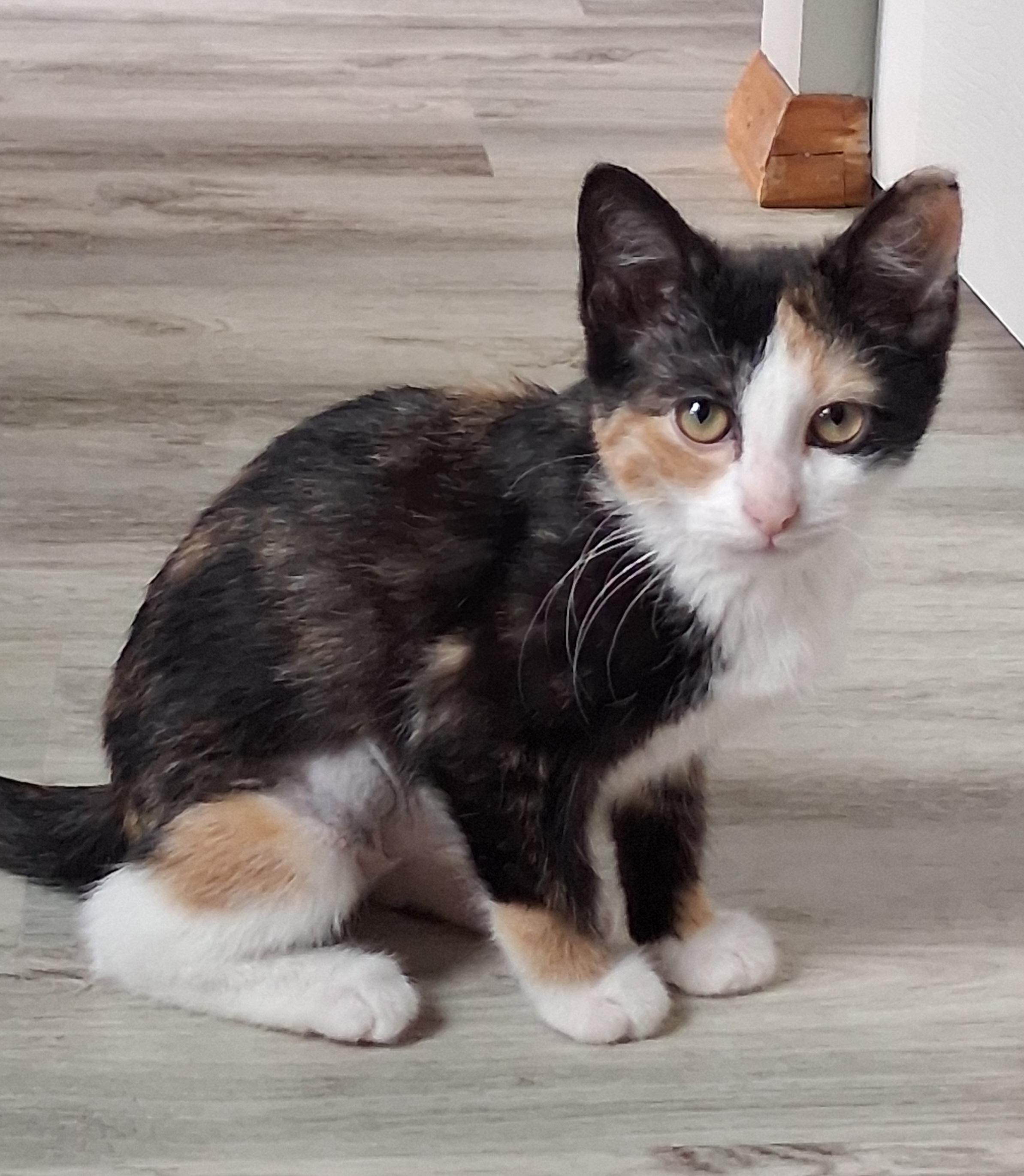 Enlarge Aria, a Adopted mixed breed in Hershey, PA image 5/6