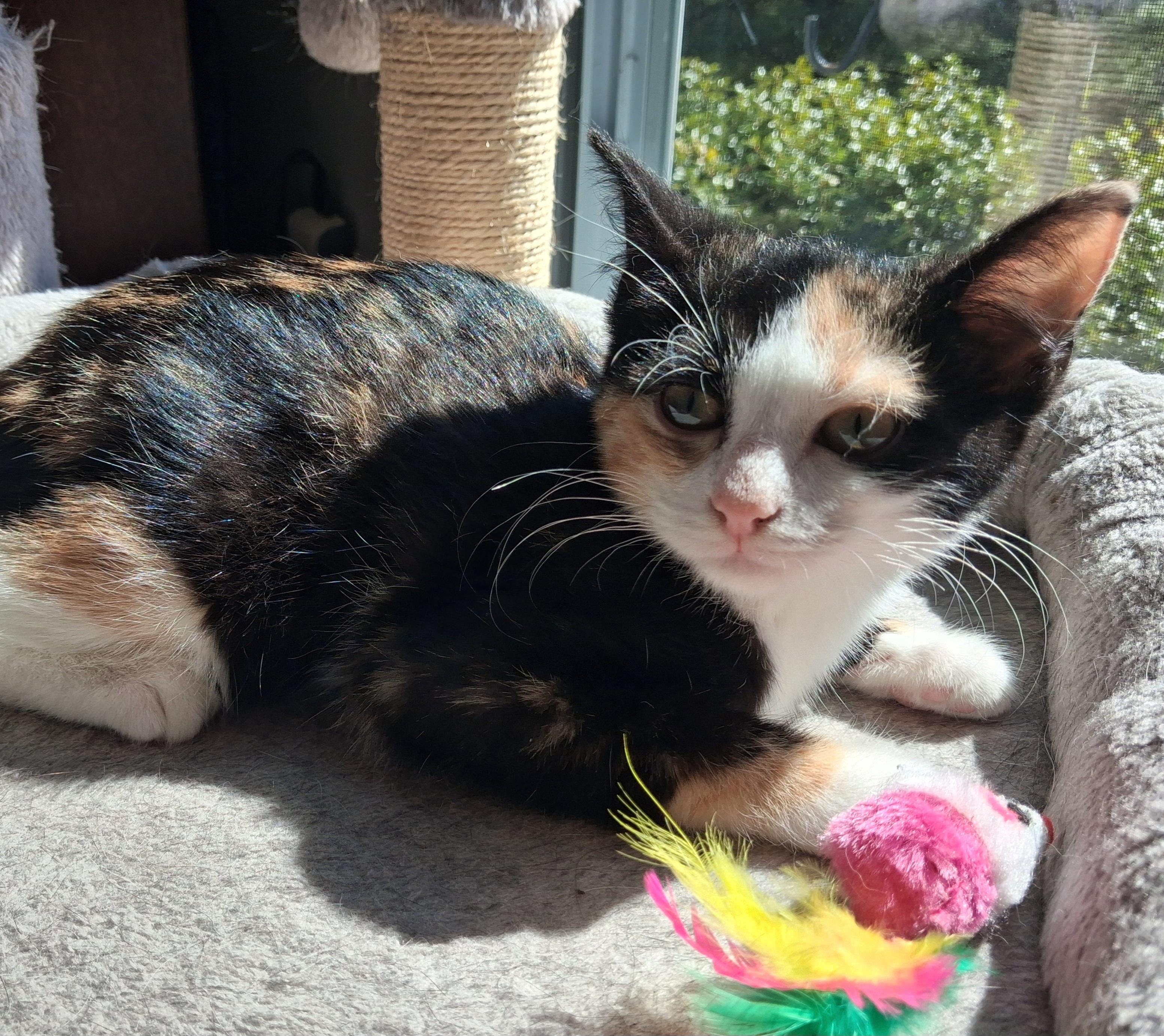 Enlarge Aria, a Adopted mixed breed in Hershey, PA image 6/6
