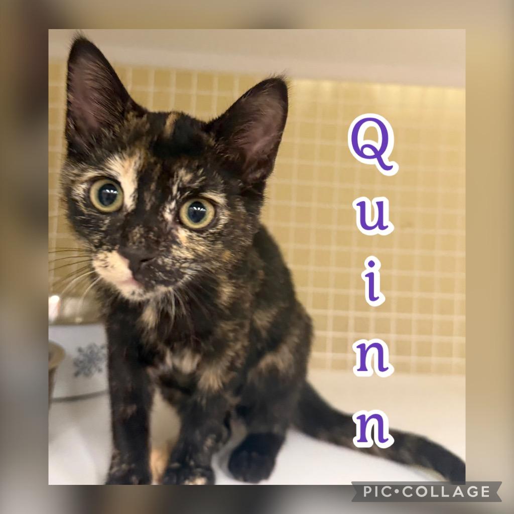 Quinn, Adoptable, Kitten Female Domestic Short Hair.