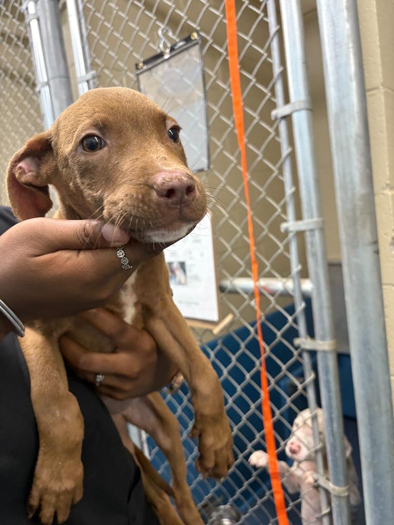 Lyra, Adoptable, Young Female Mixed Breed.