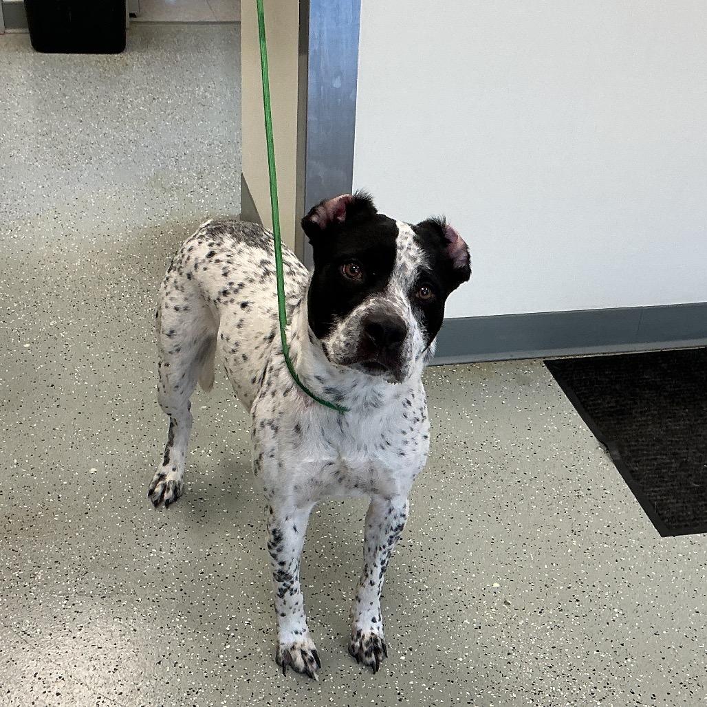 King, a Adoptable mixed breed in Galax, VA image 1/2