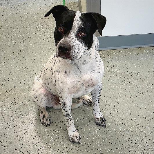 King, a Adoptable mixed breed in Galax, VA image 2/2