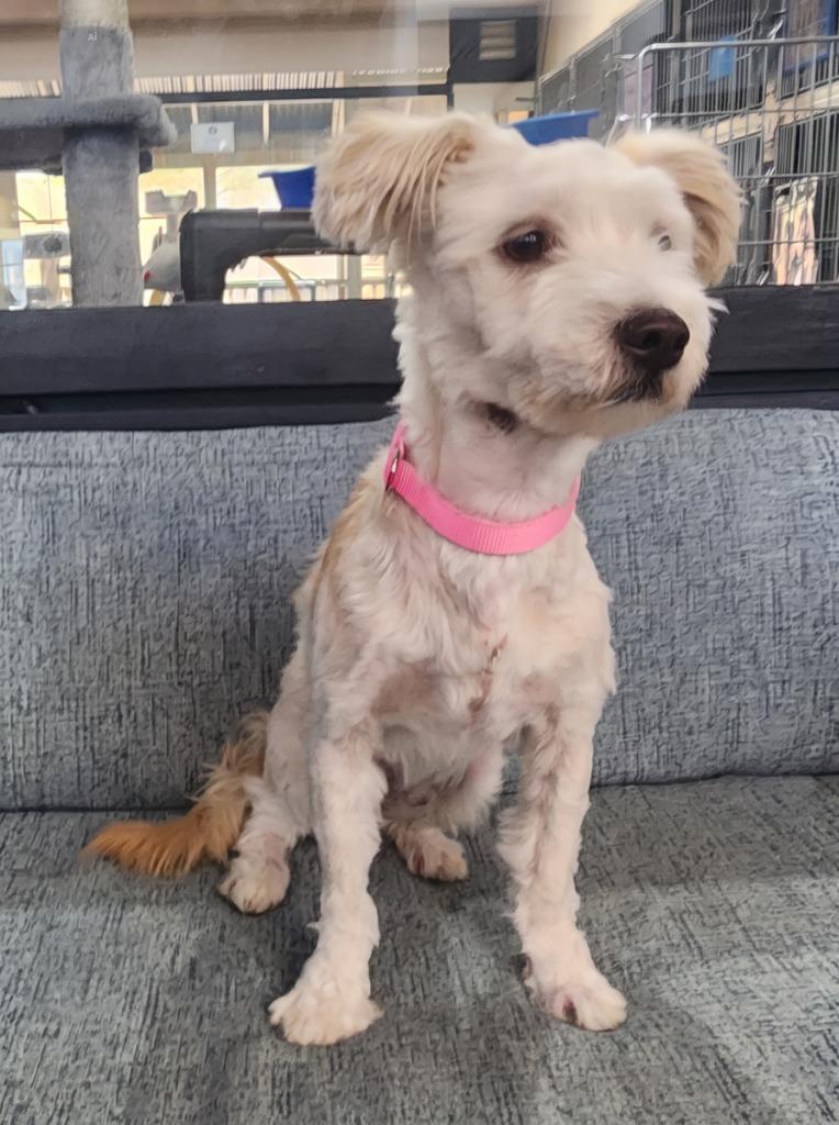 McGyver, Adoptable, Young Male Poodle & Maltese.