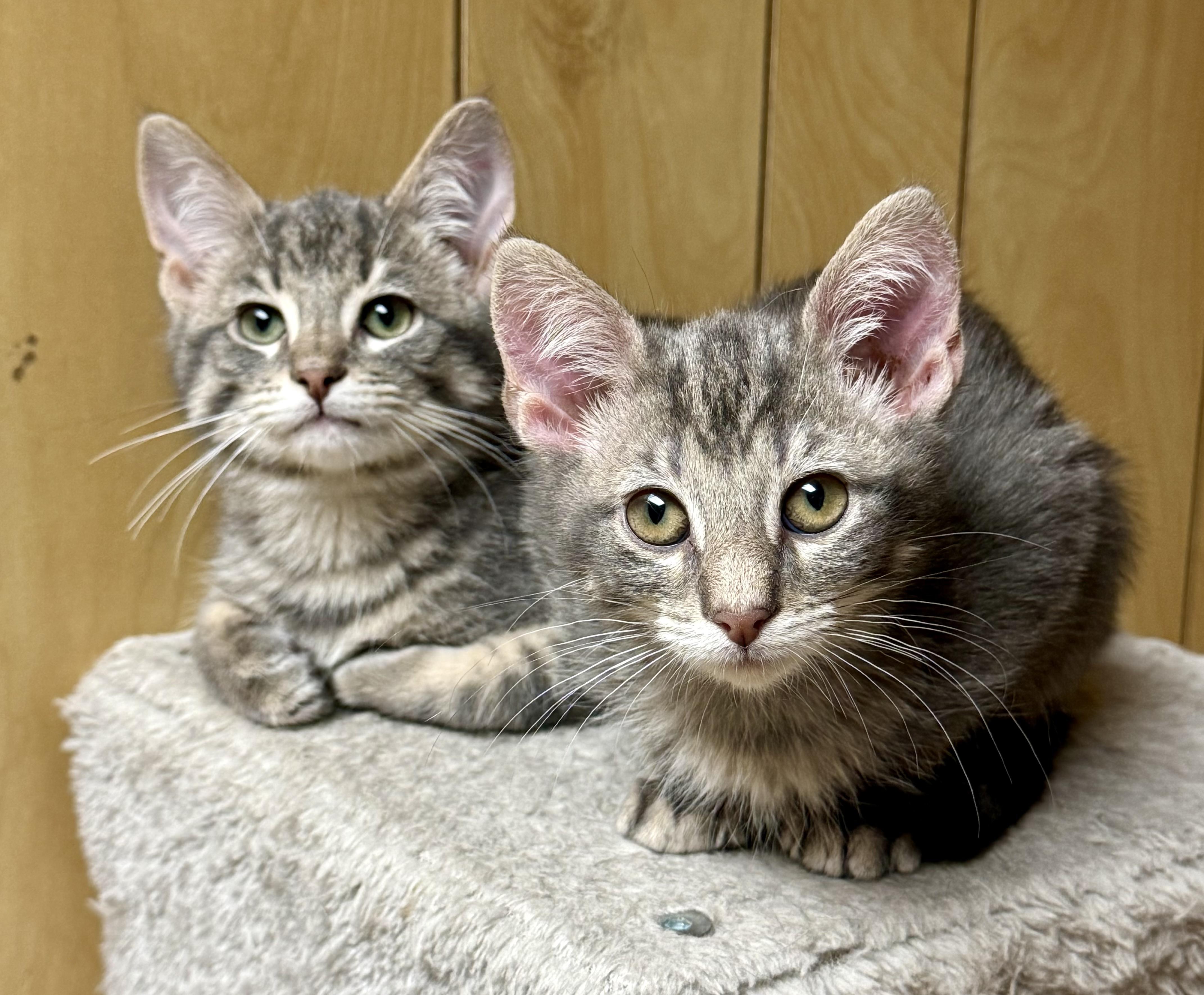 Enlarge Cumin & Paprika, a ADOPTABLE Domestic Short Hair in Frewsburg, NY image 1/2