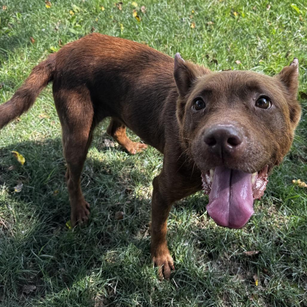 Bonita, ADOPTABLE, Adult Female Shepherd.