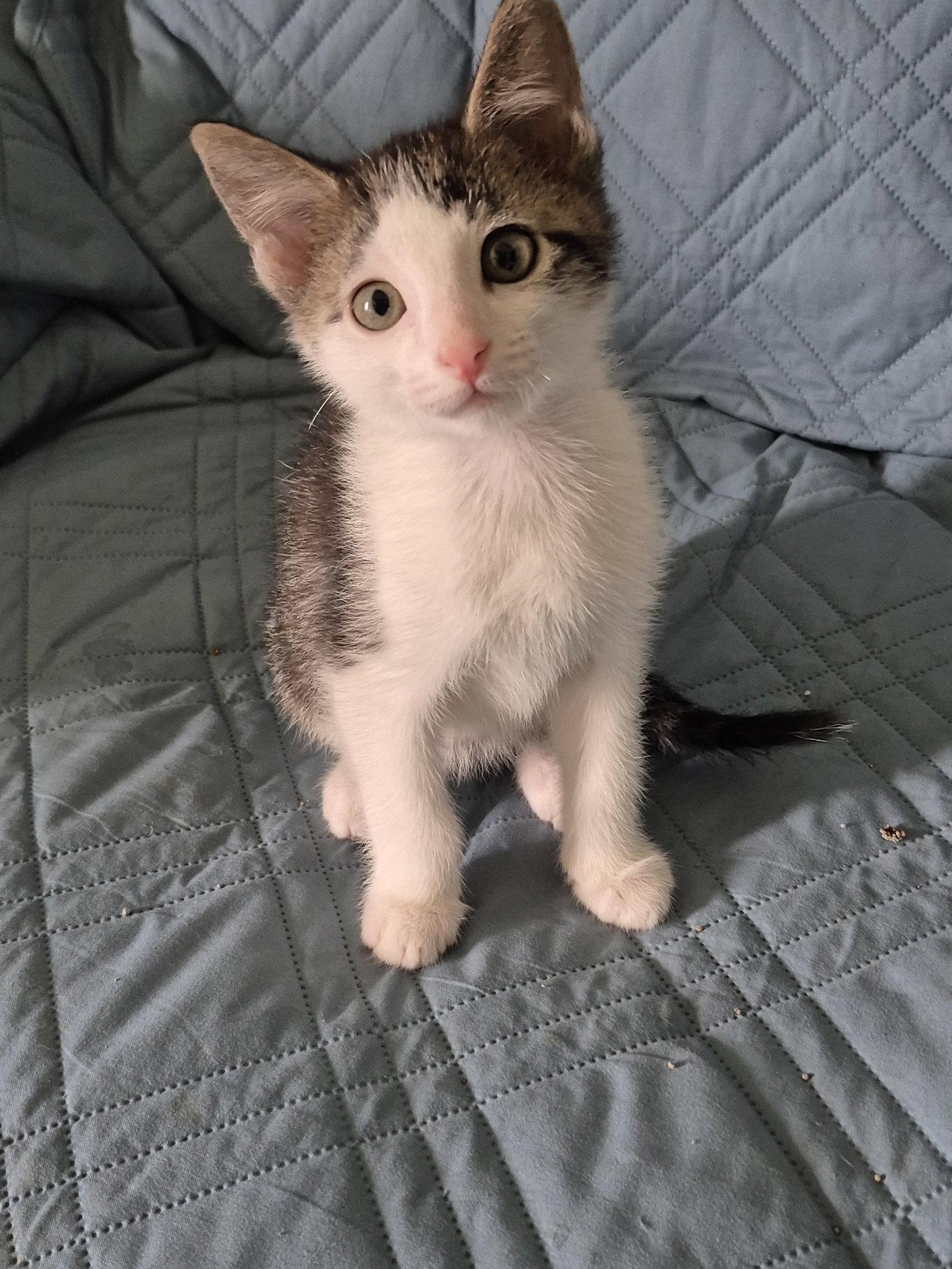 Spot, a Adoptable Domestic Short Hair in Wheaton, IL image 1/3