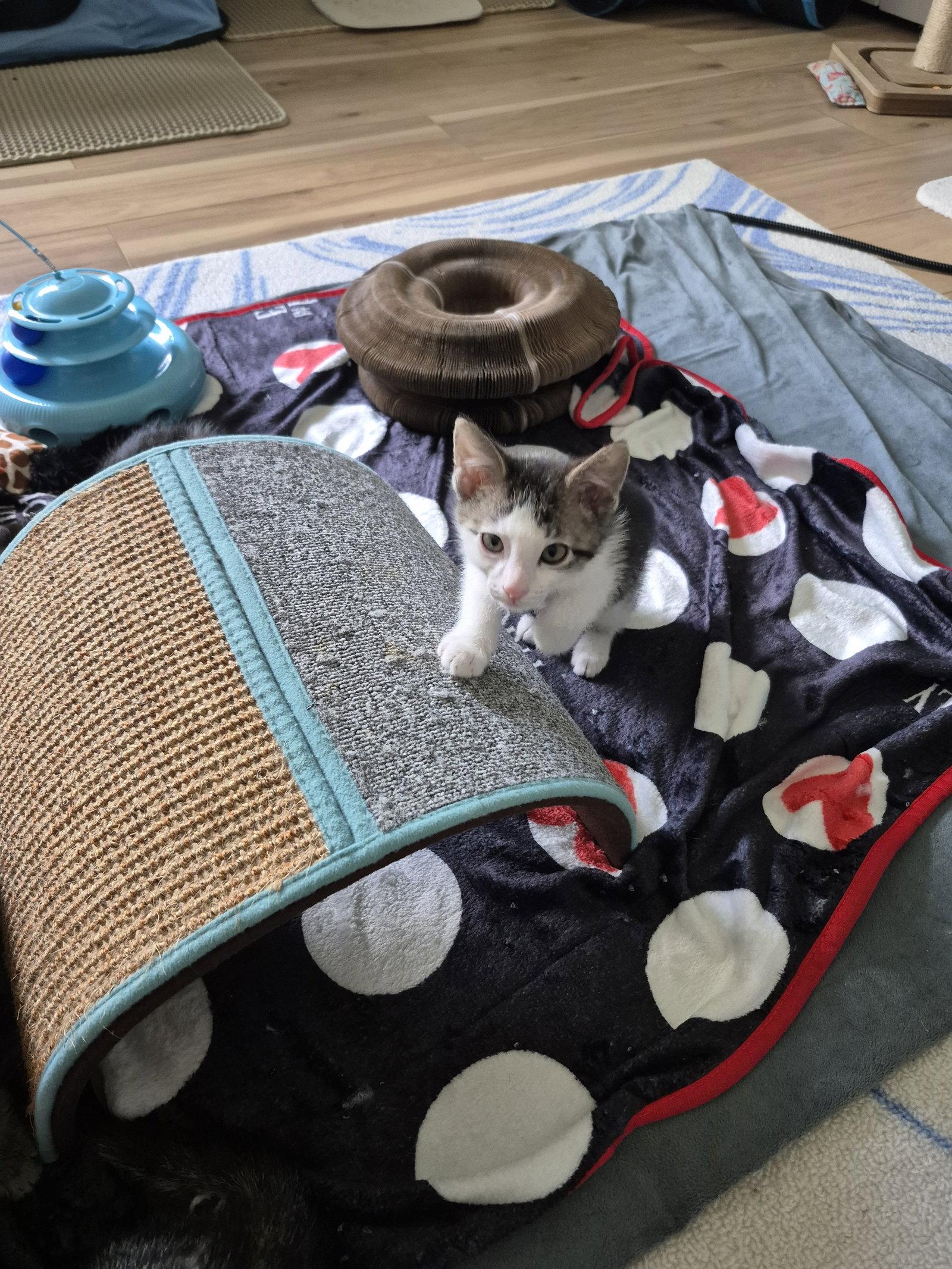 Spot, a Adoptable Domestic Short Hair in Wheaton, IL image 2/3