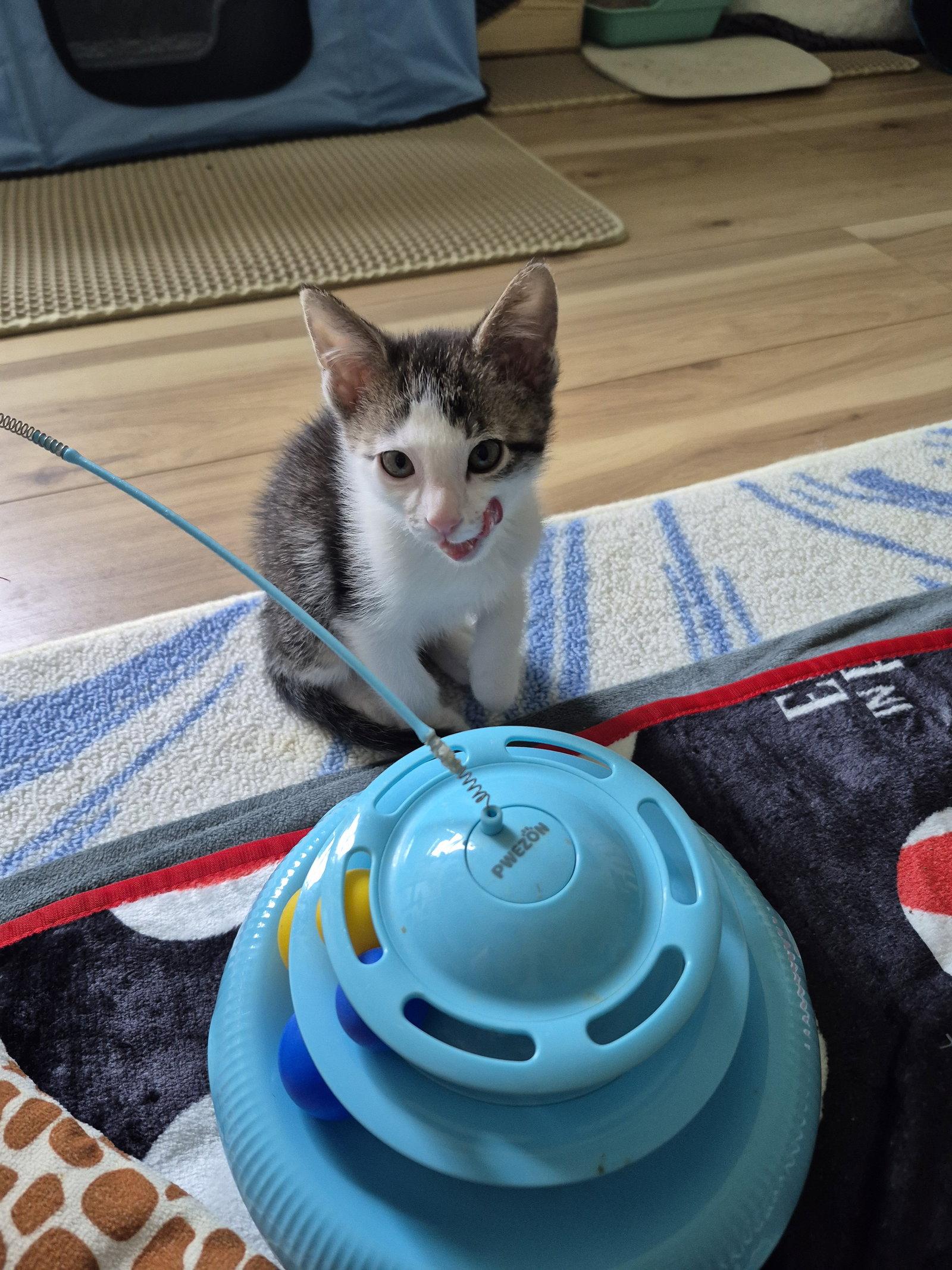 Spot, a Adoptable Domestic Short Hair in Wheaton, IL image 3/3