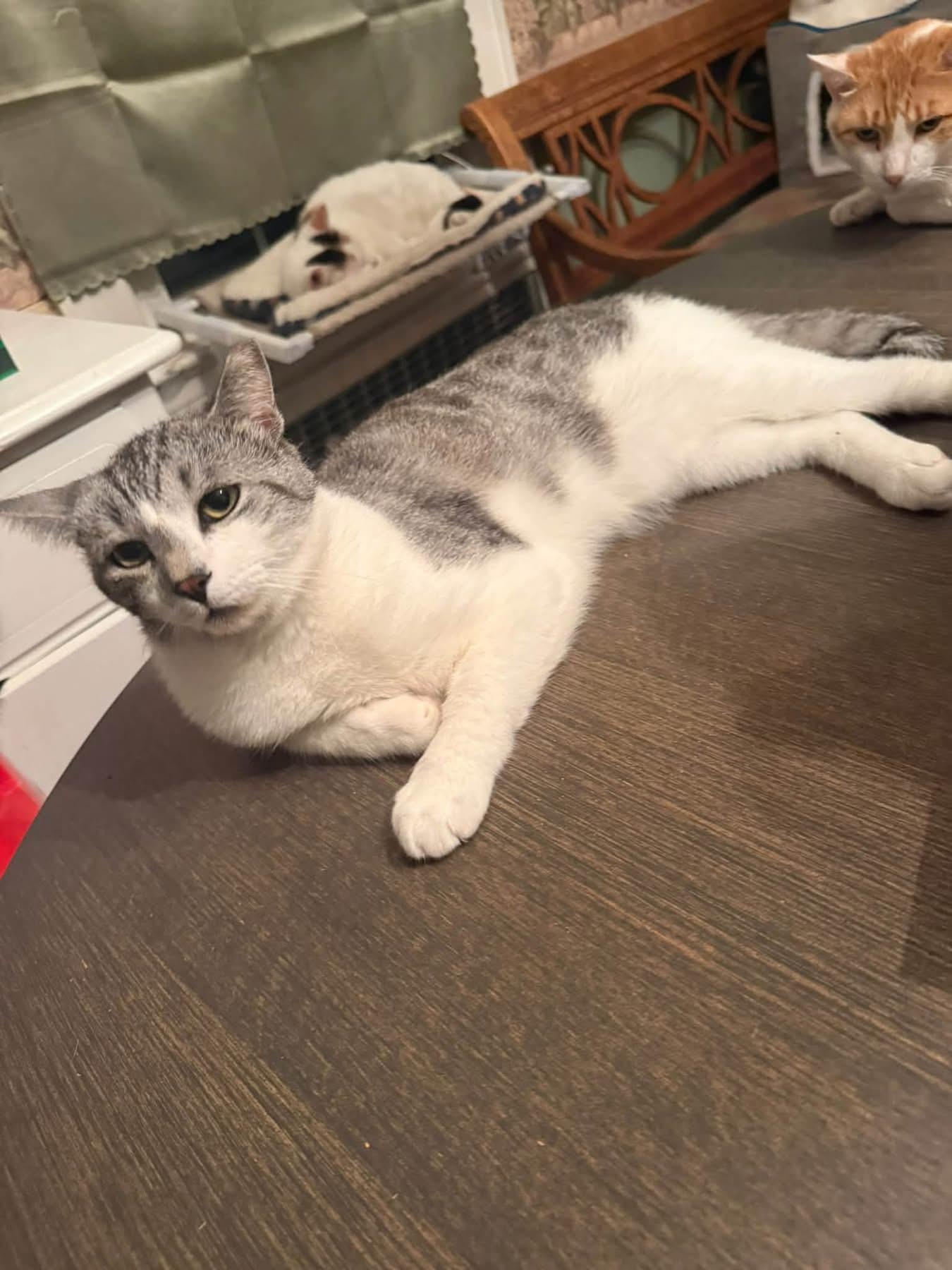 Enlarge Sport, a Adoptable mixed breed in Newark, NJ image 2/6