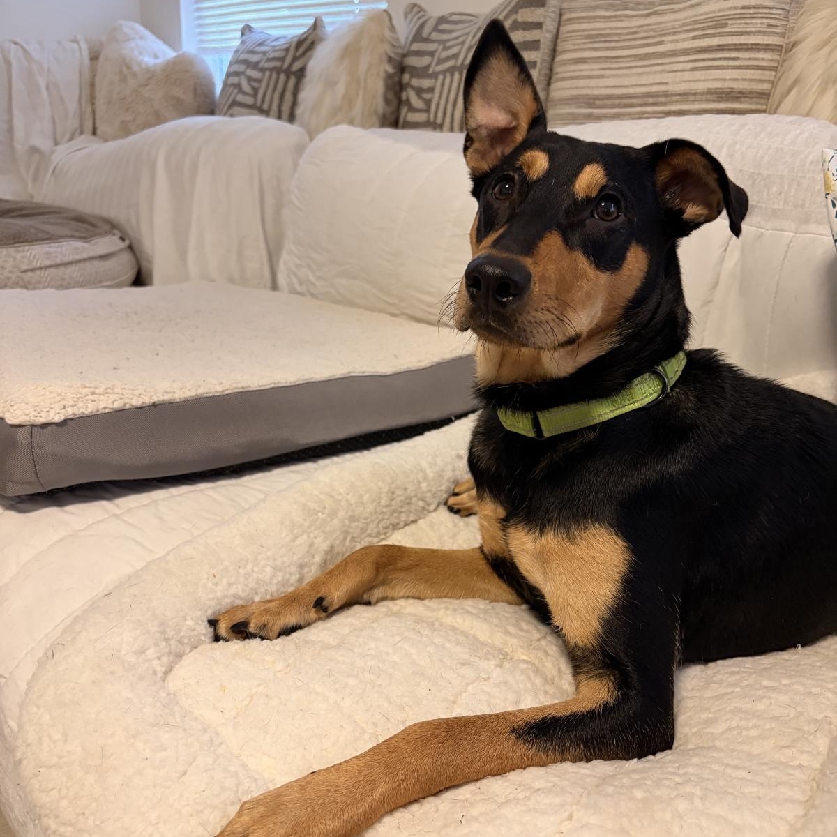 Kesha, ADOPTABLE, Young Female Doberman Pinscher.