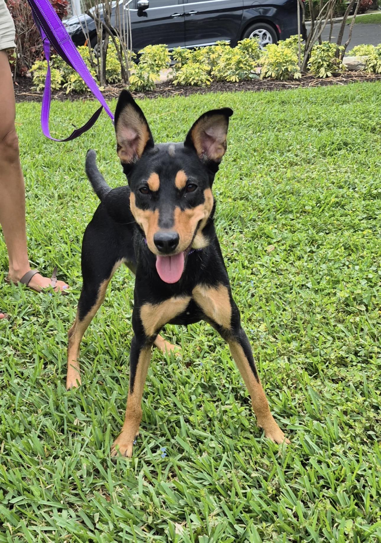 Kesha, an adoptable mixed breed in Lake Worth, FL image 4/6