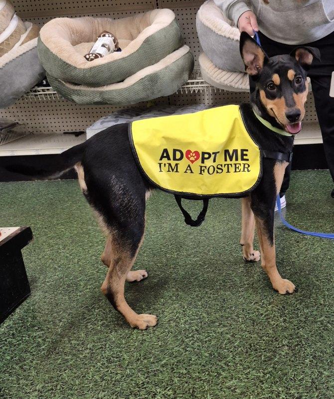 Enlarge Kesha, a ADOPTABLE mixed breed in Lake Worth, FL image 5/6