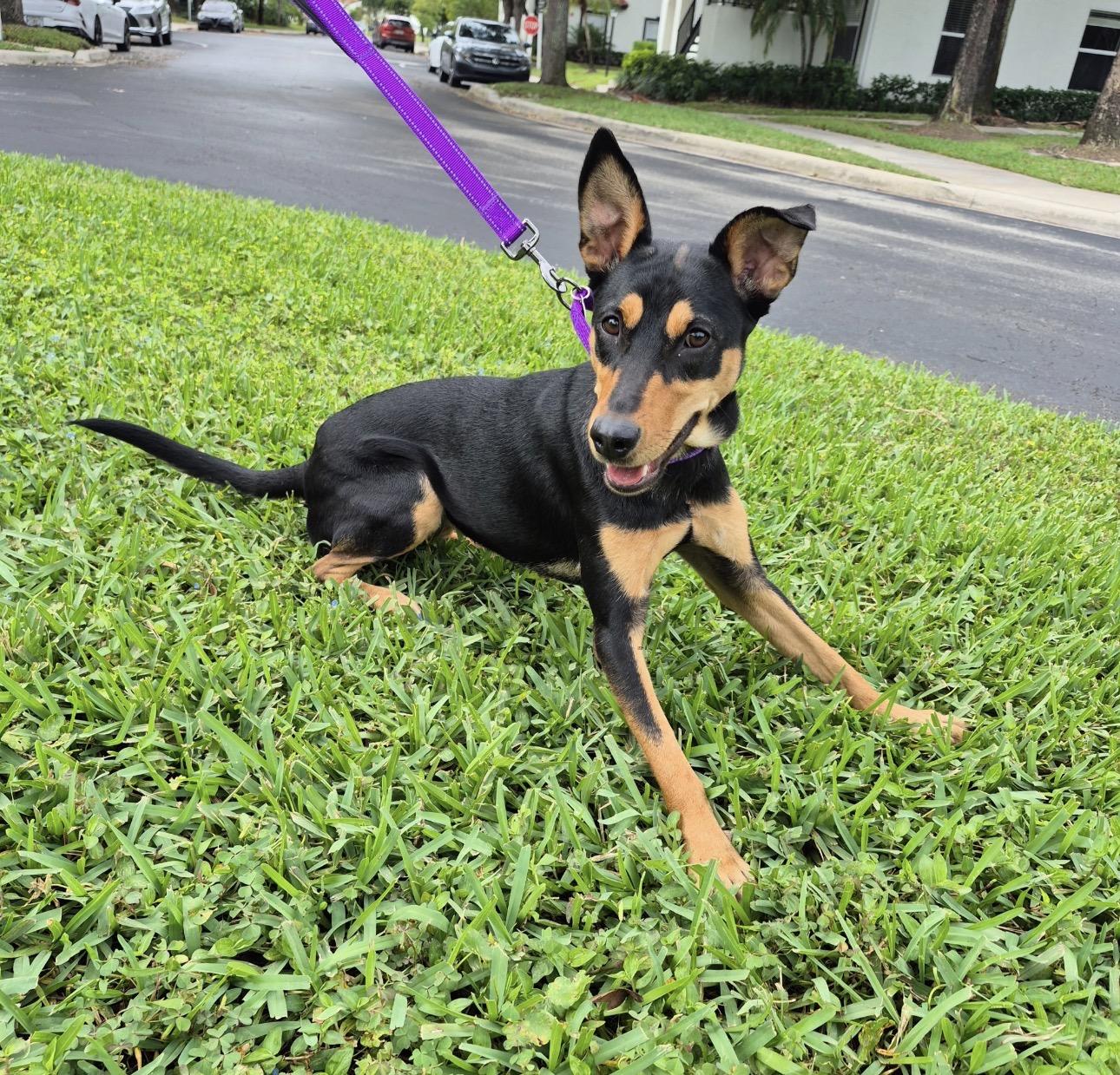Kesha, an adoptable mixed breed in Lake Worth, FL image 6/6