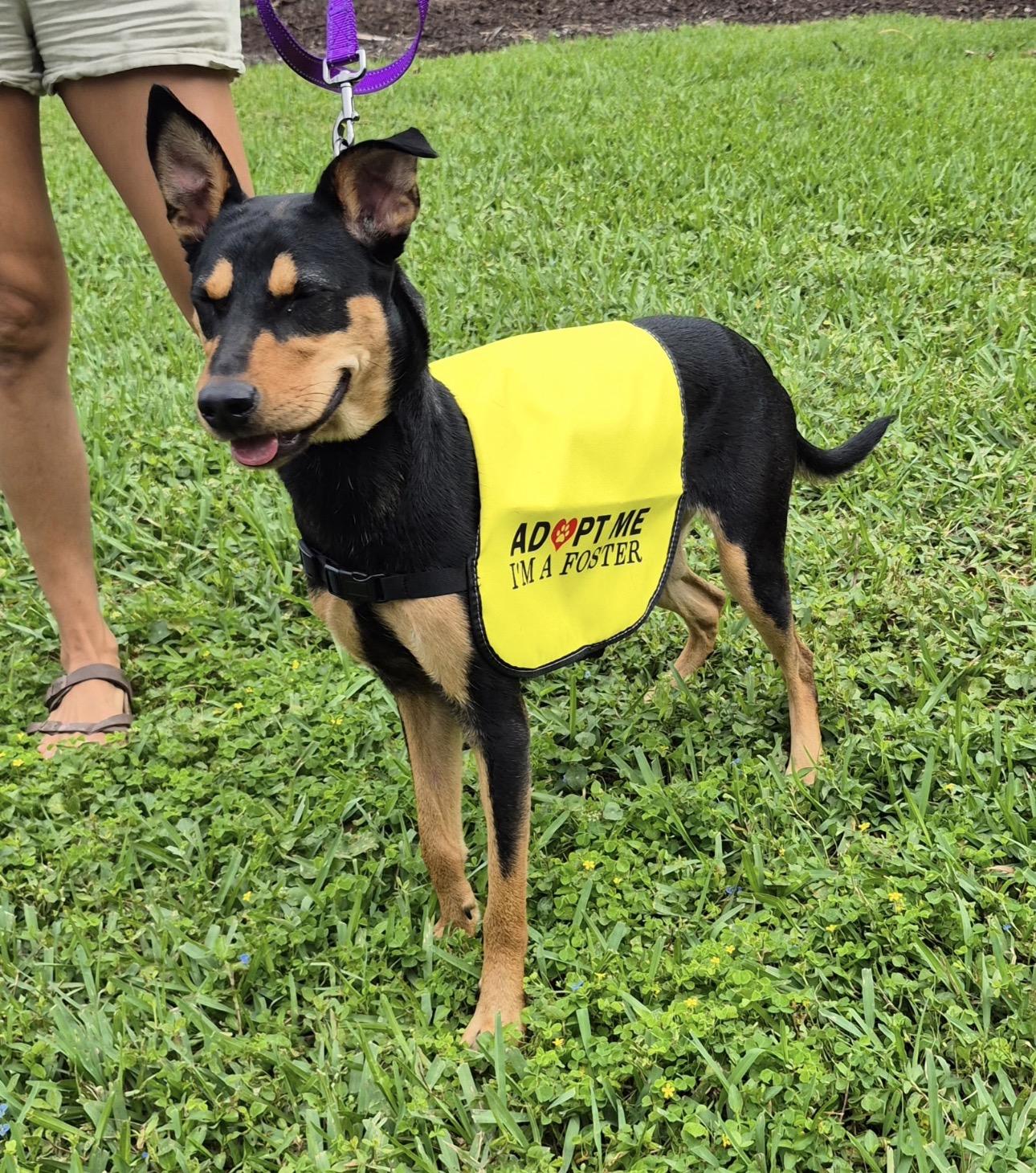 Kesha, an adoptable mixed breed in Lake Worth, FL image 5/6