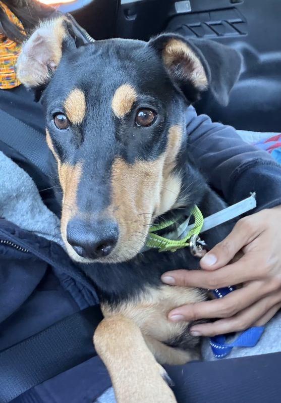 Enlarge Kesha, a ADOPTABLE mixed breed in Lake Worth, FL image 2/6