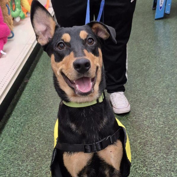 Enlarge Kesha, a ADOPTABLE mixed breed in Lake Worth, FL image 3/6